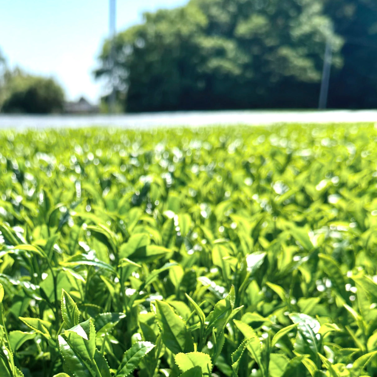 #0324.S2 Hiraoka Tea Garden: 2025 Shincha - Premium Grade Sencha "Sakura"　特上煎茶「桜」