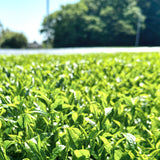 #0324.S2 Hiraoka Tea Garden: 2025 Shincha - Premium Grade Sencha "Sakura"　特上煎茶「桜」