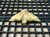#1097 Inabishi: Hishicha Water Caltrop Herbal Tea