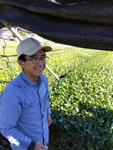 #0327.S2 静岡の丘から生まれた本山抹茶