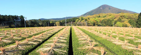 matsuo masatoshi warakake
