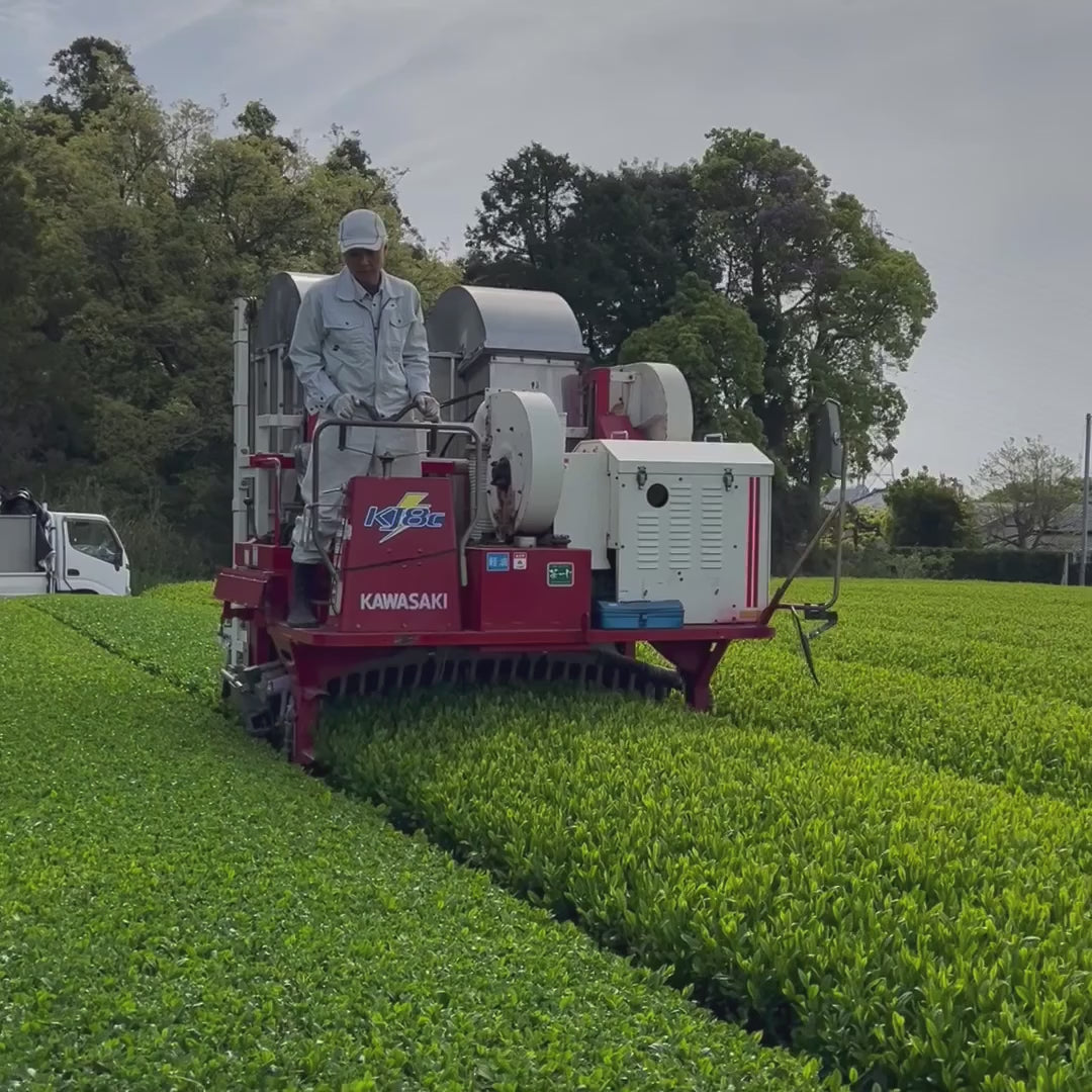 PREORDER available May 🍵 #0640.S5 Shuchi Tea Garden: Fukamushicha Green Tea, Kirari 31 Single Cultivar, Nihoncha Awards Platinum Medal Winner, Refined by Osada Tea  きらり31深蒸し茶
