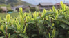 Shincha Harvest Video 2026