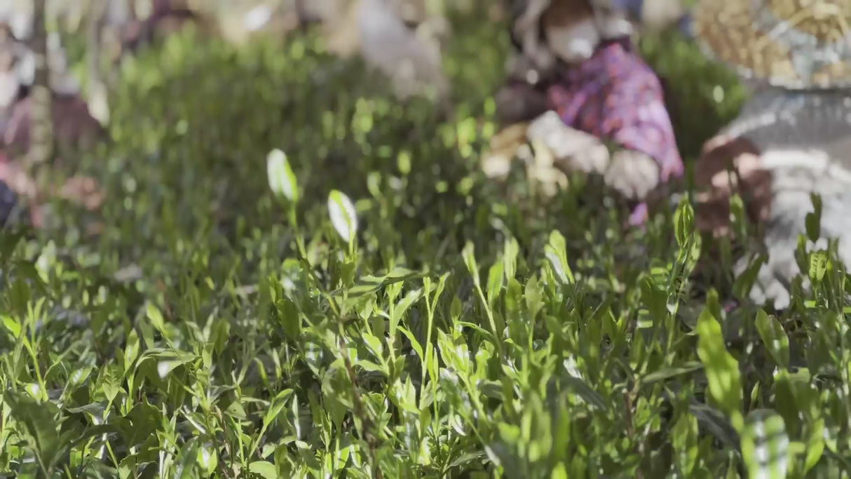 #0398.S5 ケインズティー: 2025 本酢 No. 5 - コンペティショングレード 静岡県川根産浅虫煎茶