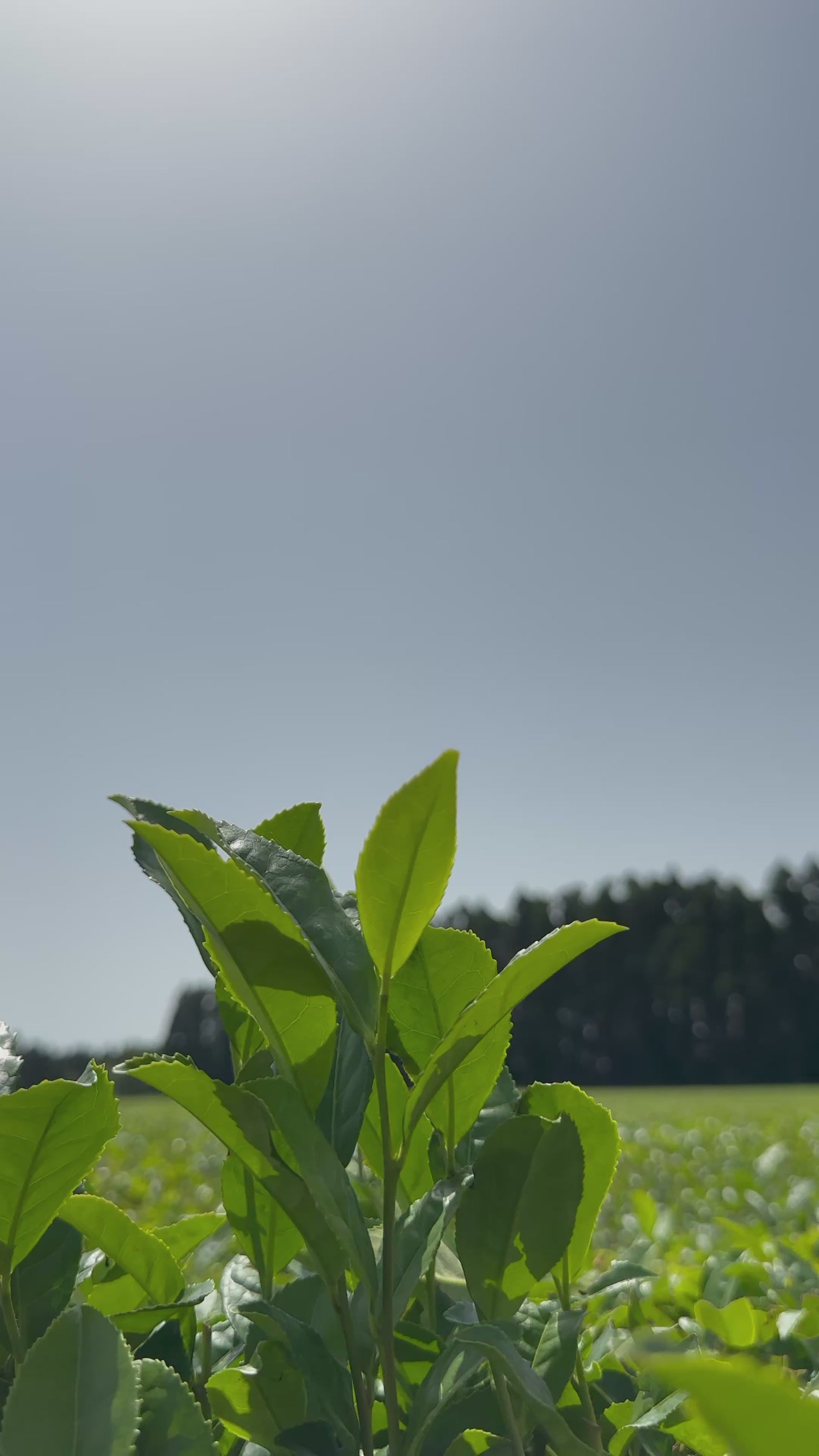 Wakoen Tea Farm: Kagoshima tea field