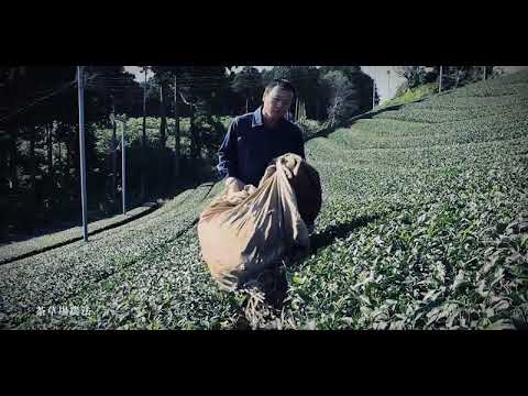 #0836.S5 松本兼六茶園：8段 - 紅茶 - 単一品種 幸春 - 試飲サンプルセット