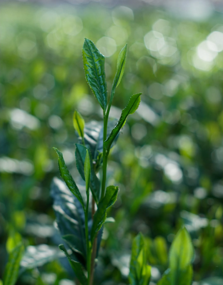 shibakiri-tea-garden-tea-leaf-shizuoka