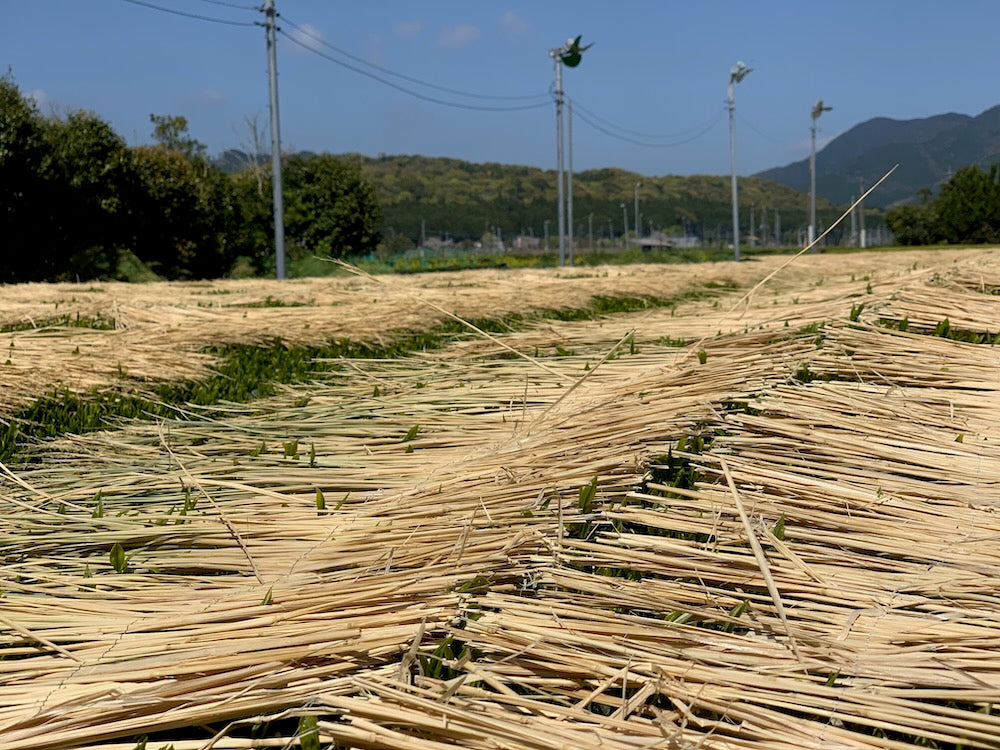 #0287.K2 Furuichi Seicha: Warakake - Straw Shaded Fukamushicha by Farmer Kuwazuru Sumiyoshi わらかけ