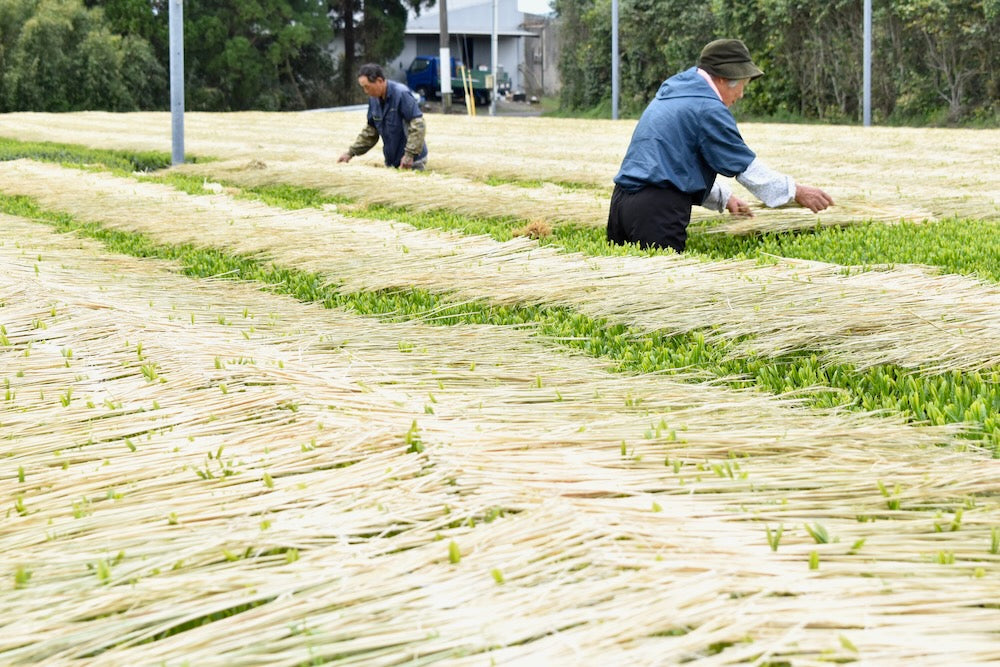 #0287.K2 Furuichi Seicha: Warakake - Straw Shaded Fukamushicha by Farmer Kuwazuru Sumiyoshi わらかけ