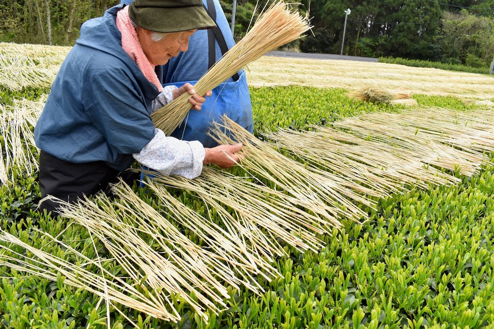 #0287.K2 Furuichi Seicha: Warakake - Straw Shaded Fukamushicha by Farmer Kuwazuru Sumiyoshi わらかけ