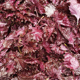 Iijima Seitarou Shoten KN004: Yukari - Sundried, salt-pickled shiso leaves ゆかり