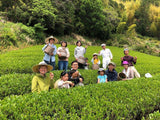 Ayumi Farms (Cyittorattu): 2022 Handpicked Shizuoka Sencha (Ultra Micro Lot, Limited Edition) 手と手で紡ぐ「手摘み煎茶」 30g - yunomi-jp.pro