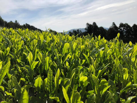 Ayumi Farms (Cyittorattu): 2022 Kukicha - Spring Leaf Stem Green Tea - yunomi-jp.pro