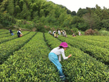 Ayumi Farms (Cyittorattu): Handpicked Wakocha (Japanese black tea, 40g bag) - yunomi-jp.pro