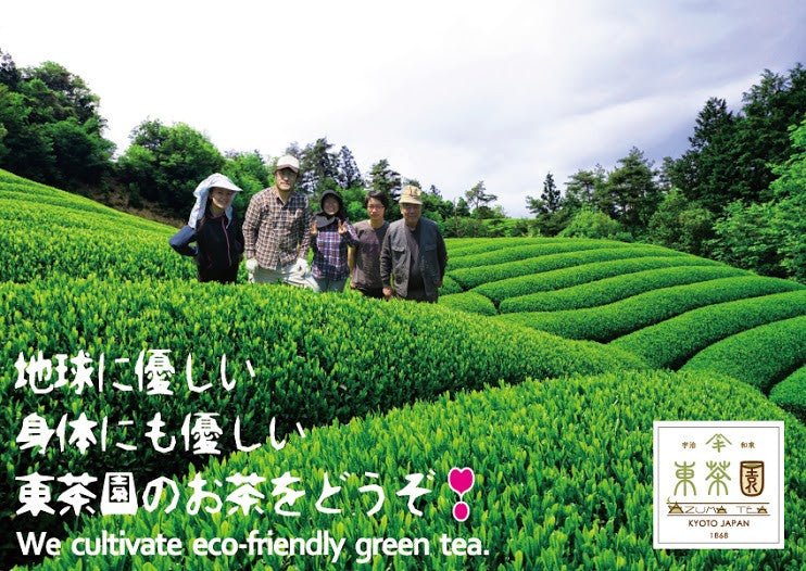 Azuma Tea Garden: "Ipponmatsu" - Matcha Cultivar Series Organic Okumidori, Standard Ceremonial Grade - yunomi-jp.pro