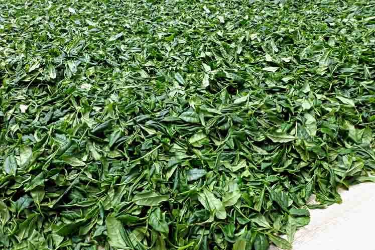 Bizenya: #02 Kohaku Platinum 21g - Sayama Green Oolong Tea 琥珀 手摘み - yunomi-jp.pro