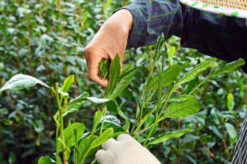 Bizenya: #08 Shourai Blend - Handpicked Sayama Hachijyuhachiya Sencha 松籟 八十八夜手摘み煎茶 - yunomi-jp.pro