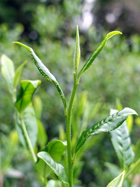 Bizenya: #09 Kohaku Platinum 21g - Okumusashi Single Cultivar Green Oolong Tea 琥珀 おくむさし - yunomi-jp.pro