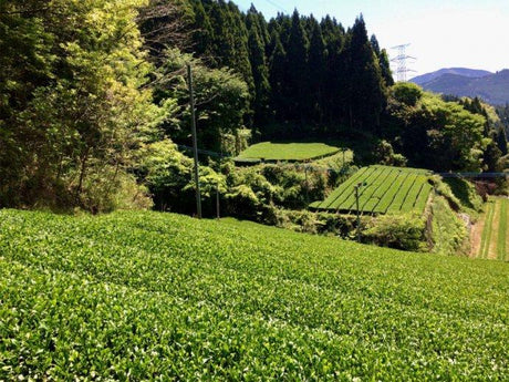 Chiyonoen Tea Garden #10: 2022 Mountain-Grown Yame Sencha, Yabukita 1955 - yunomi-jp.pro