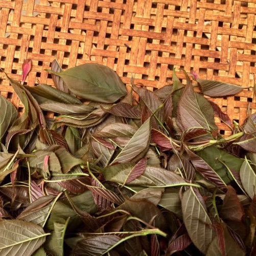 Chiyonoen Tea Garden: #27 Mountain-Grown Yame Sakura Leaf Black Tea 【矢部紅茶】春の香紅茶　桜のナチュラルフレーバー - yunomi-jp.pro