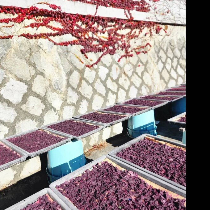 Iijima Seitarou Shoten KN004: Yukari - Sundried, salt-pickled shiso leaves ゆかり