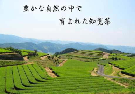 Furuichi Seicha #07: Limited Edition 2022 Premium Shincha Chirancha Early First Flush Fukamushicha 特上知覧茶新茶 - yunomi-jp.pro