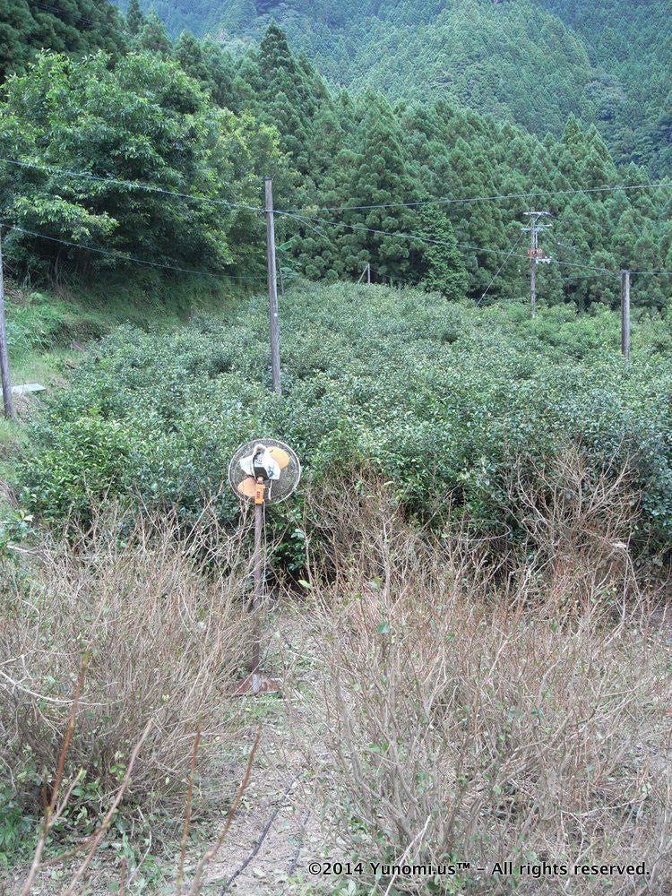 Furyu: Awa Bancha ふりゅう 阿波番茶 - yunomi-jp.pro