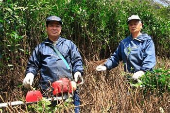 Goishicha Tea from farmer Nagao Kitamura 北村永夫の碁石茶 - yunomi-jp.pro