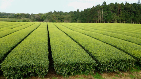 Hachimanjyu Yakushima Tea: 2022 Premium Spring Sencha Green Tea (Yabukita & Asatsuyu, Limited Quantity) 屋久島茶 有機緑茶 - yunomi-jp.pro