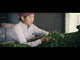 #0720.J1 Yoshida Tea Garden: Sashimacha Izumi Second Flush, Single Cultivar Black Tea