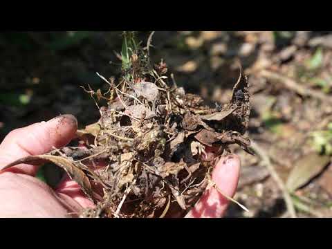 #0442.F2 球磨茶園 FK039: 八女おぼろ抹茶 シングルエステート（奥緑） ヘリテージグレード