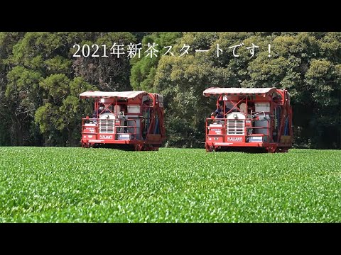#0709.K2 Wakoen Tea Farm: 2025 Kagoshima Fukamushicha - Takumi (Premium Grade) 和香園  深蒸し茶  匠