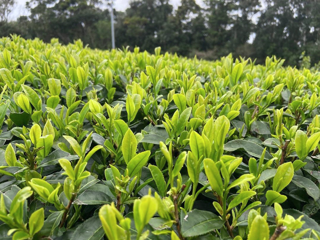 PREORDER available late April 🍵 2026 #0330.K2 Iba Yu Tea Garden: Tanegashima Single Cultivar Sencha - Kuritawase (micro batch, limited)