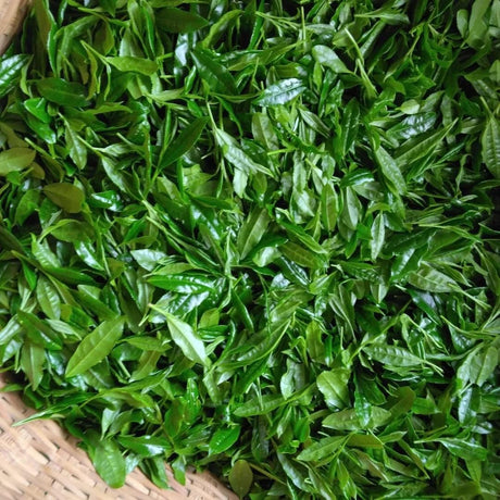 Teal leaf hand picking Kuma Tea Garden: Yamecha Saemidori Heritage Grade Gyokuro Tenkaichi - 71st All Japan Tea Competition Grand Prize Winning Garden - yunomi-jp.pro 