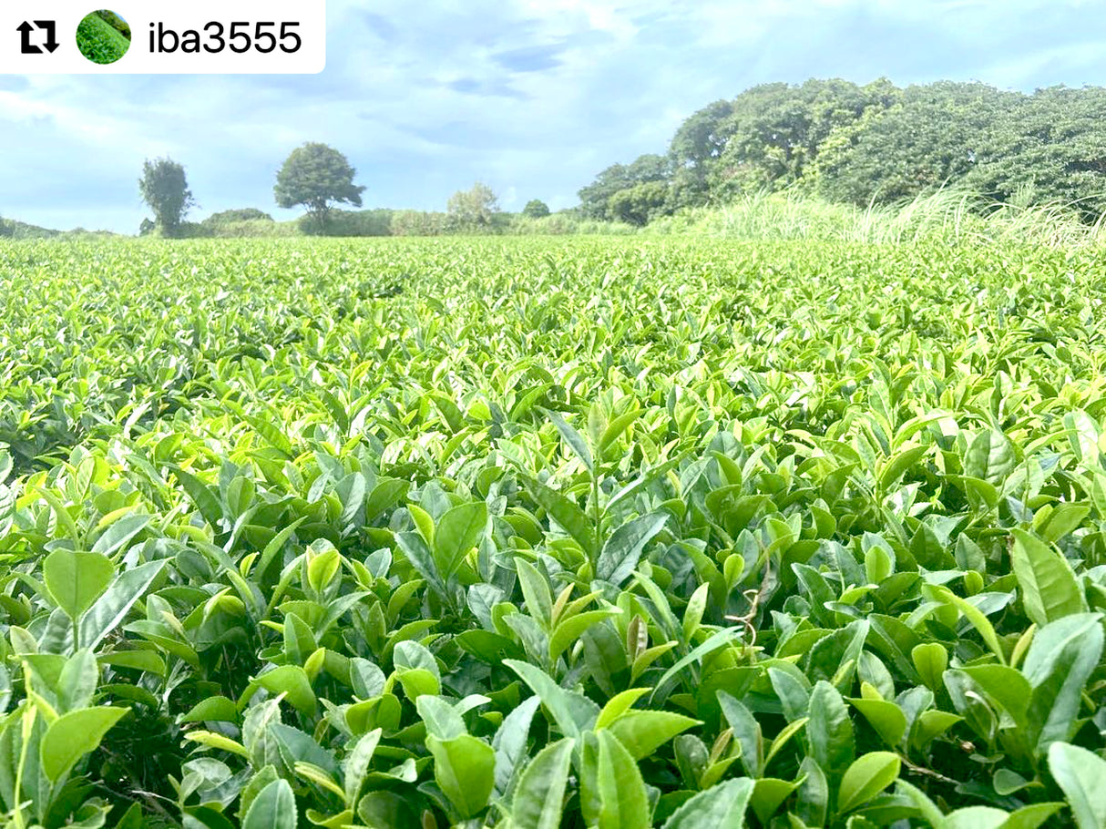 PREORDER available late April 🍵 2026 #0330.K2 Iba Yu Tea Garden: Tanegashima Single Cultivar Sencha - Kuritawase (micro batch, limited)