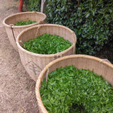 Teal leaf hand picking Kuma Tea Garden: Yamecha Saemidori Heritage Grade Gyokuro Tenkaichi - 71st All Japan Tea Competition Grand Prize Winning Garden - yunomi-jp.pro 