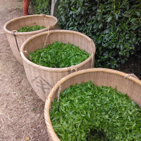 Teal leaf hand picking Kuma Tea Garden: Yamecha Saemidori Heritage Grade Gyokuro Tenkaichi - 71st All Japan Tea Competition Grand Prize Winning Garden - yunomi-jp.pro 