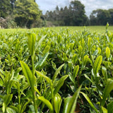 Shuntaro single cultivar Tanegashima tea field 