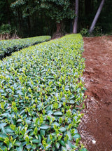 Kanes Tea: 2022 First Flush Black Tea Wakocha, Makinohara-wase Single Cultivar - yunomi-jp.pro