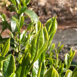 Kanes Tea: 2022 Handpicked First Flush Black Tea Wakocha, Shoushun Single Cultivar - yunomi-jp.pro