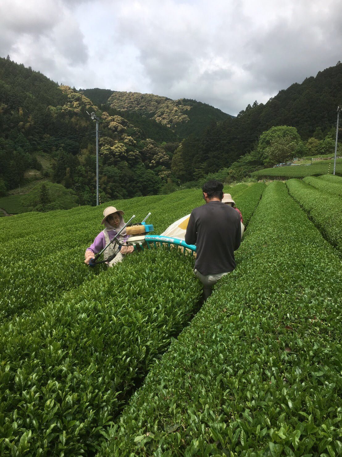 Kiyosawa Tea Gardens: Shizuoka Spring Asamushi Sencha by Farmer Sugiyama Yachiyo - yunomi-jp.pro