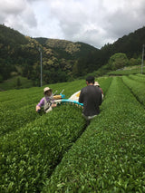 Kiyosawa Tea Gardens: Shizuoka Spring Asamushi Sencha by Farmer Sugiyama Yachiyo - yunomi-jp.pro