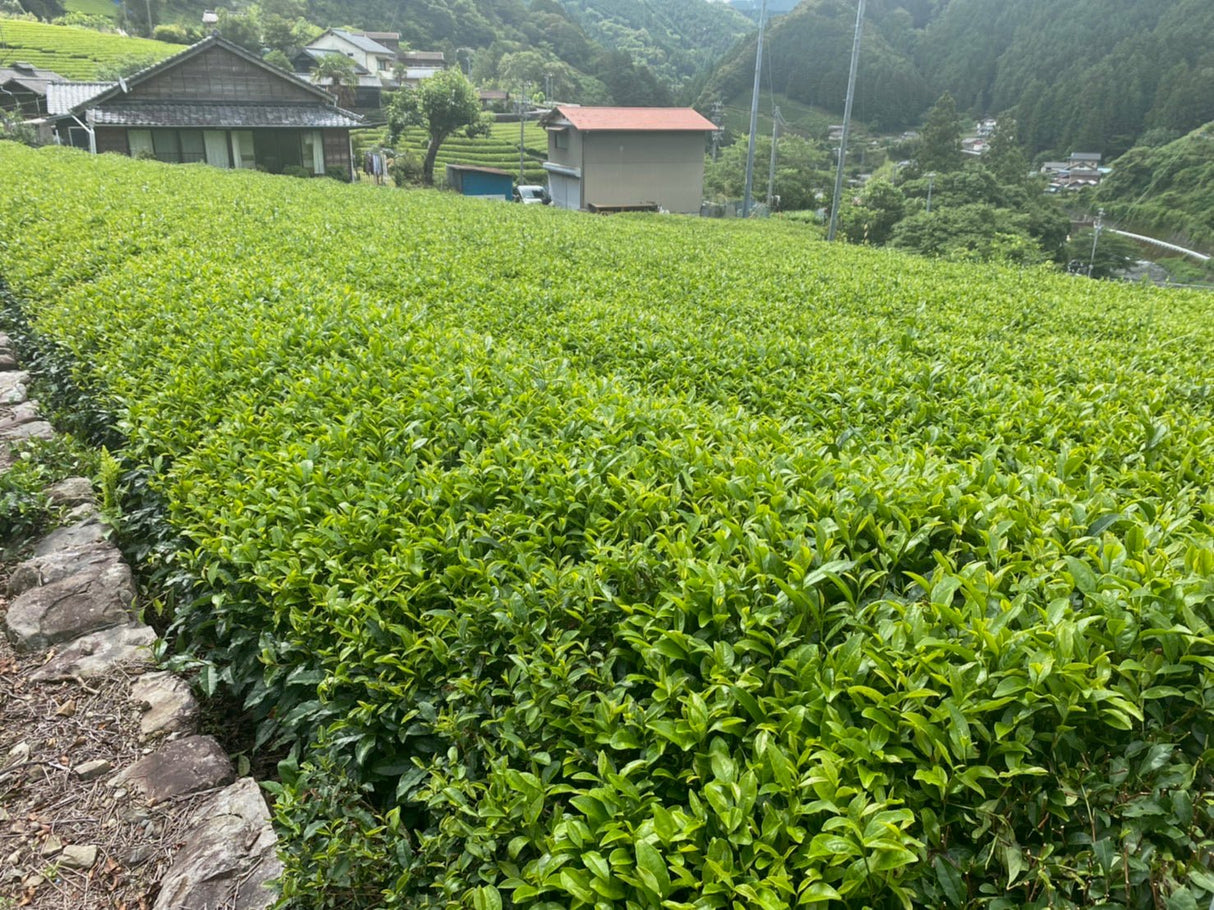 Kiyosawa Tea Gardens: Shizuoka Spring Asamushi Sencha by Farmer Sugiyama Yachiyo - yunomi-jp.pro