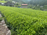 Kiyosawa Tea Gardens: Shizuoka Spring Asamushi Sencha by Farmer Sugiyama Yachiyo - yunomi-jp.pro