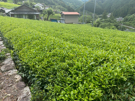 Kiyosawa Tea Gardens: Shizuoka Spring Asamushi Sencha by Farmer Sugiyama Yachiyo - yunomi-jp.pro