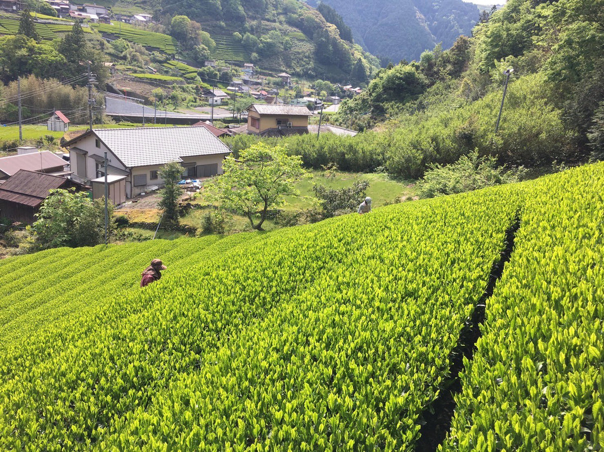 Kiyosawa Tea Gardens: Shizuoka Spring Asamushi Sencha by Farmer Sugiyama Yachiyo - yunomi-jp.pro