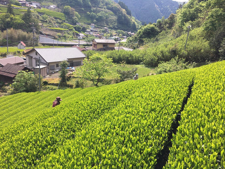 Kiyosawa Tea Gardens: Shizuoka Spring Asamushi Sencha by Farmer Sugiyama Yachiyo - yunomi-jp.pro