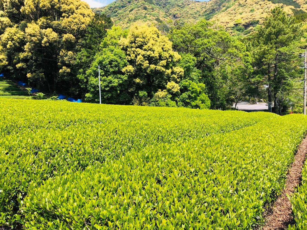 Kiyosawa Tea Gardens: Shizuoka Spring Asamushi Sencha by Konagai Chizuko - yunomi-jp.pro
