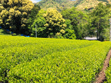 Kiyosawa Tea Gardens: Shizuoka Spring Asamushi Sencha by Konagai Chizuko - yunomi-jp.pro