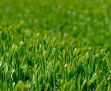 Kiyosawa Tea Gardens: Shizuoka Spring Asamushi Sencha by Konagai Chizuko - yunomi-jp.pro